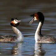 Great Crested Grebe