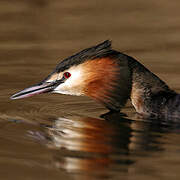 Great Crested Grebe