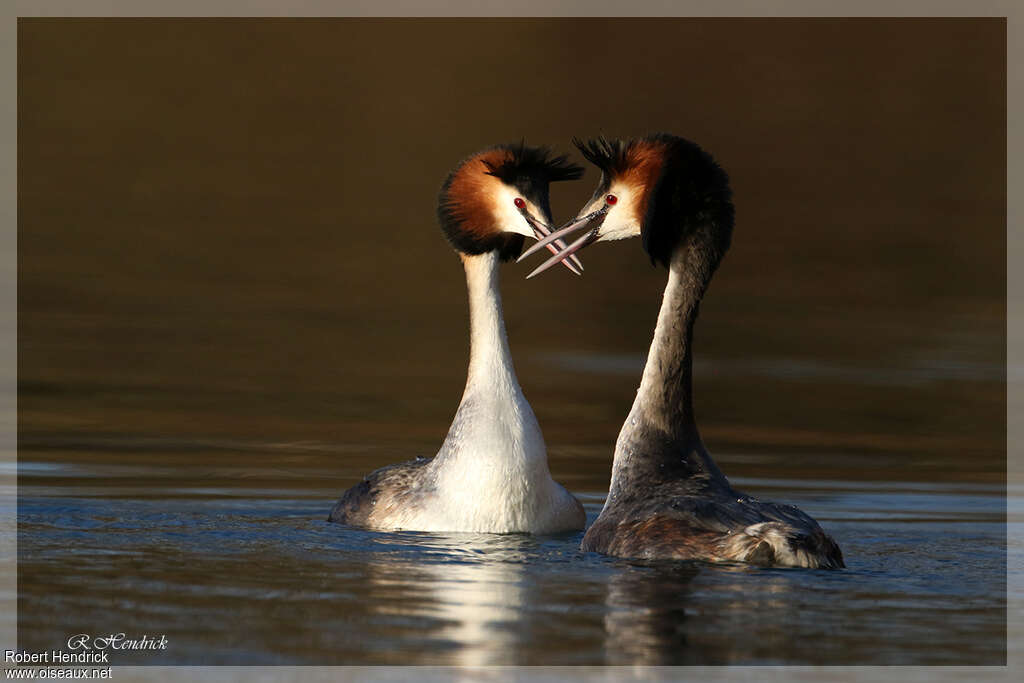 Great Crested Grebe, Behaviour