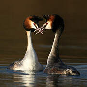 Great Crested Grebe