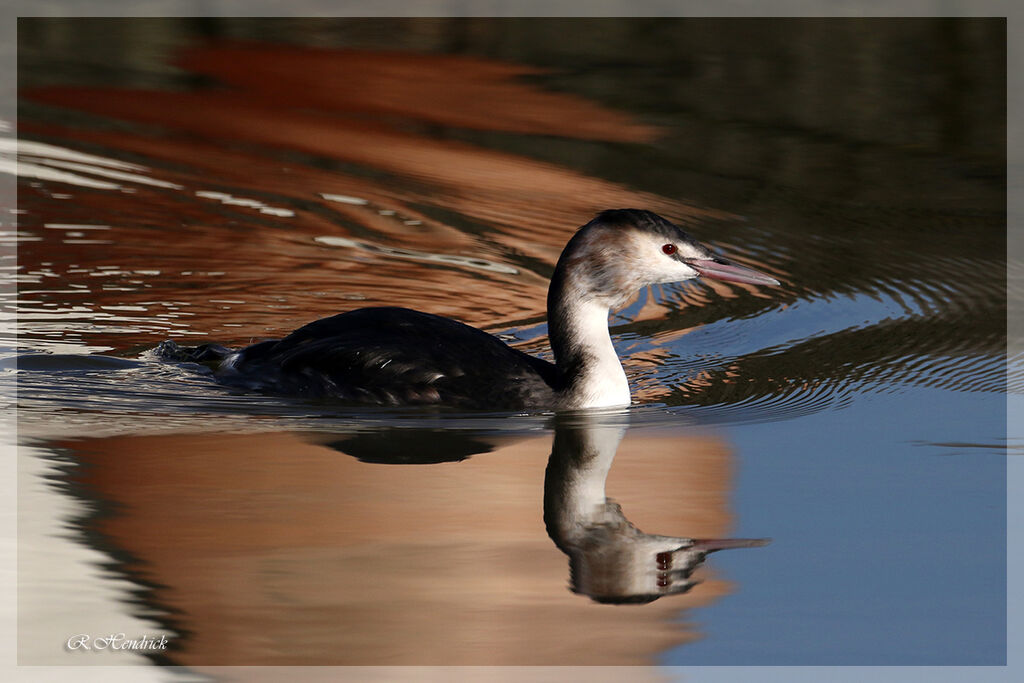 Great Crested Grebe