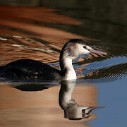 Great Crested Grebe