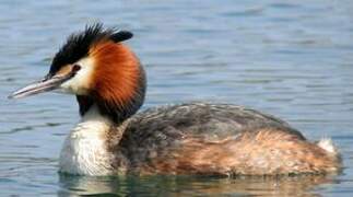 Great Crested Grebe