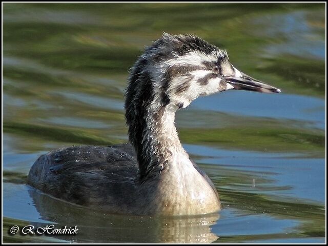 Great Crested Grebe