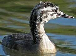 Great Crested Grebe