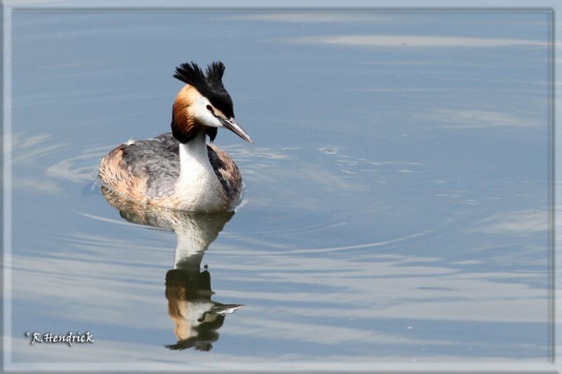 Great Crested Grebe