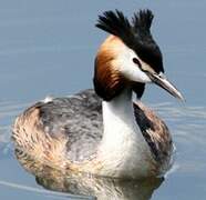 Great Crested Grebe