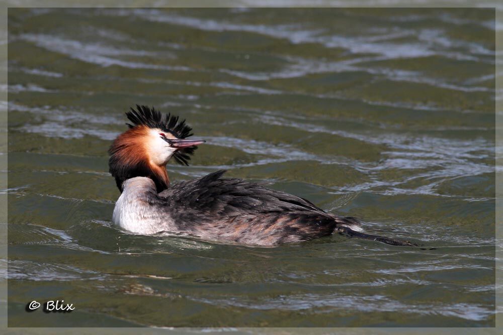 Great Crested Grebe