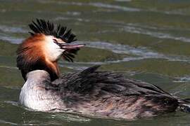 Great Crested Grebe