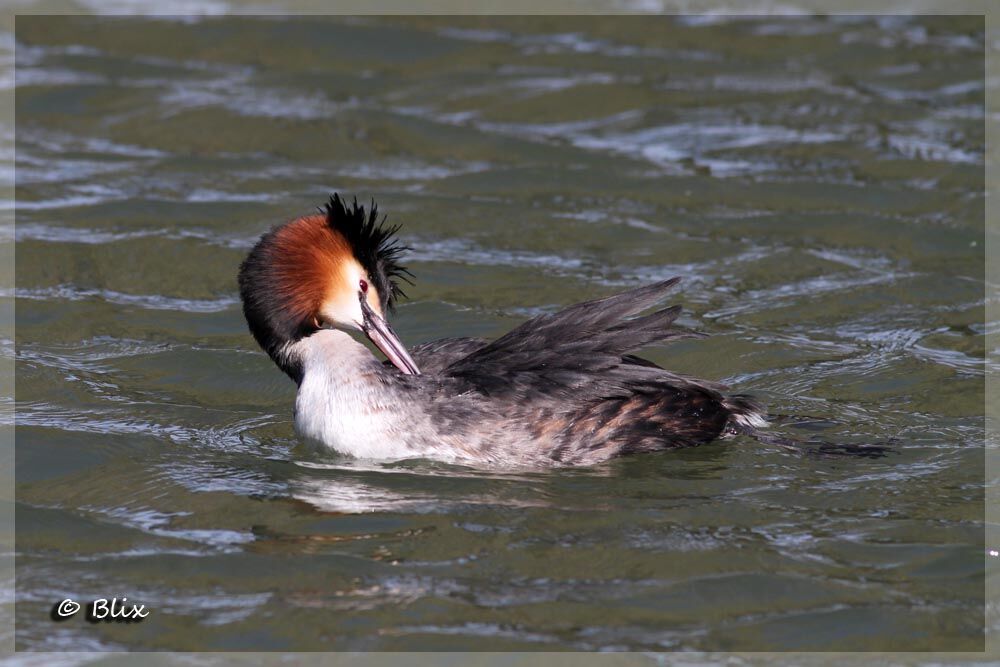 Great Crested Grebe