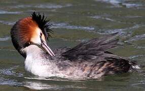 Great Crested Grebe