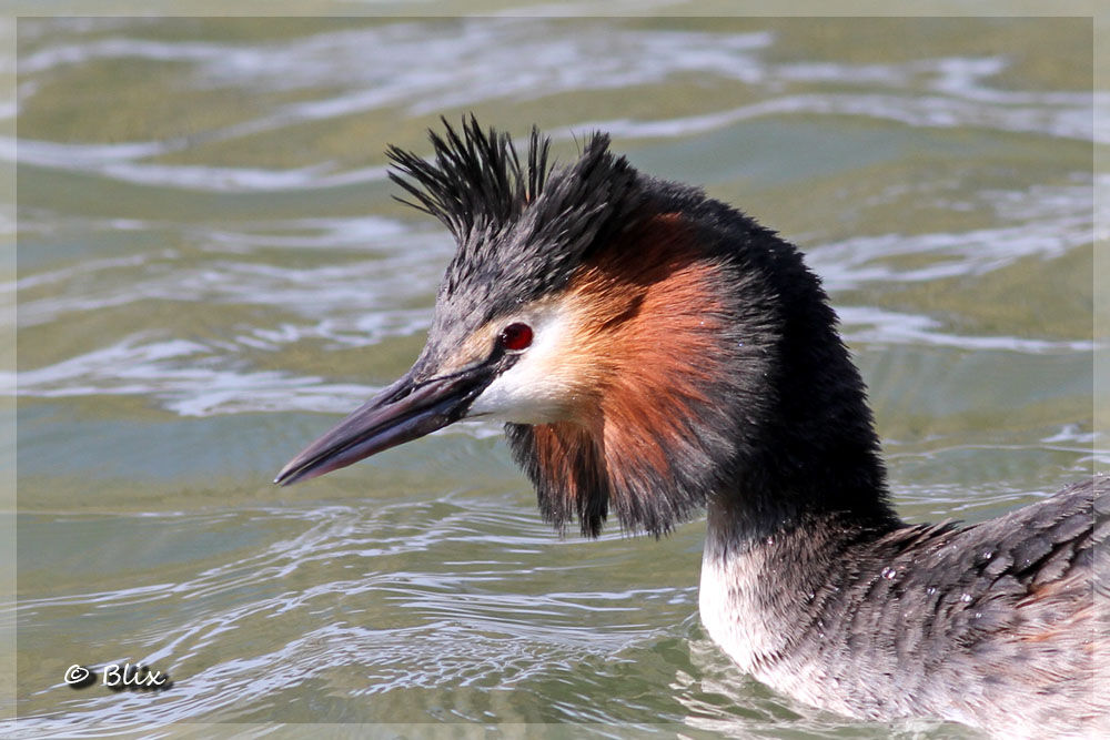 Great Crested Grebe