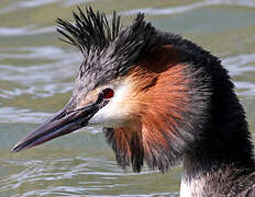 Great Crested Grebe