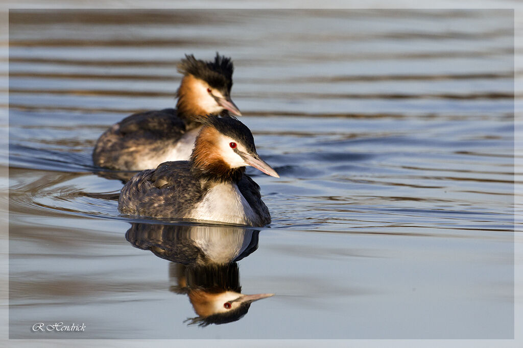 Great Crested Grebe