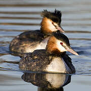 Great Crested Grebe