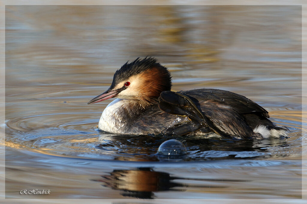 Great Crested Grebe