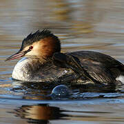 Great Crested Grebe