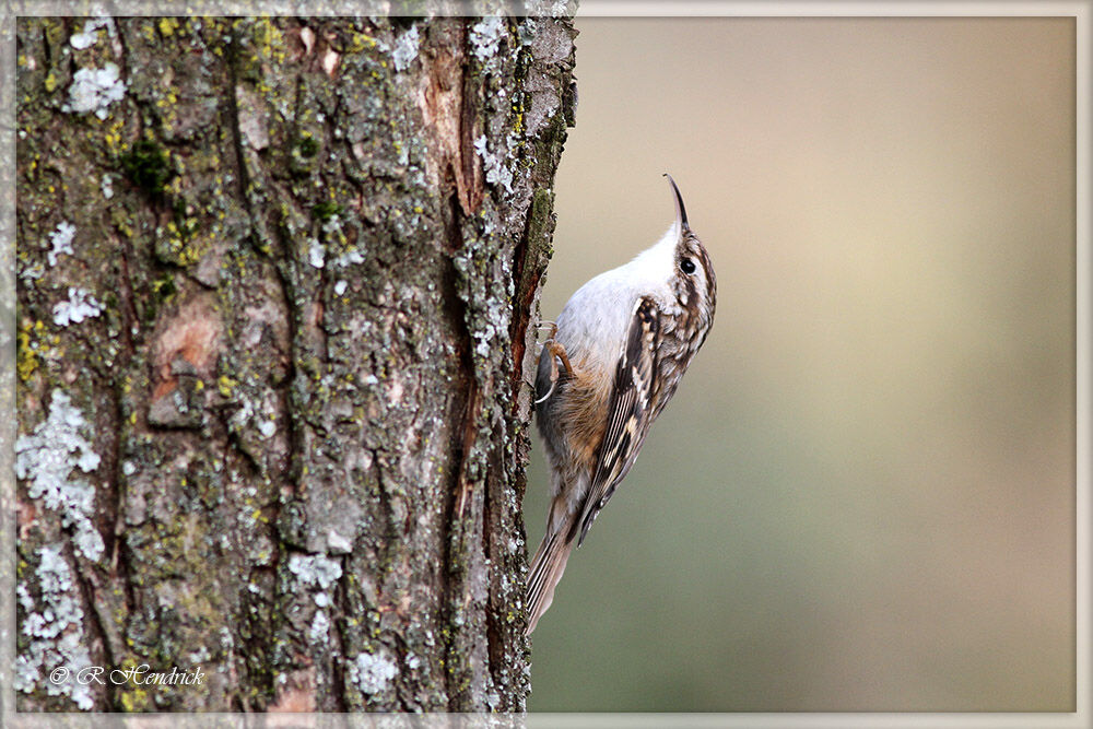 Short-toed Treecreeper