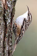 Short-toed Treecreeper