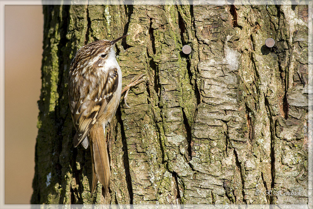 Short-toed Treecreeper