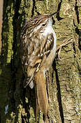 Short-toed Treecreeper