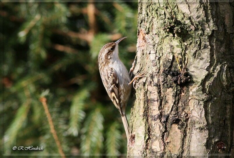 Short-toed Treecreeper