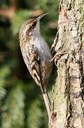 Short-toed Treecreeper