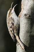 Short-toed Treecreeper