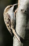 Short-toed Treecreeper