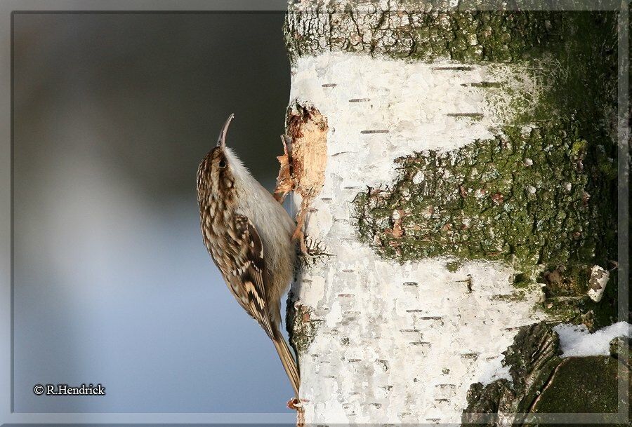 Short-toed Treecreeper