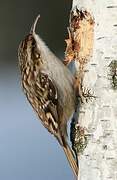 Short-toed Treecreeper