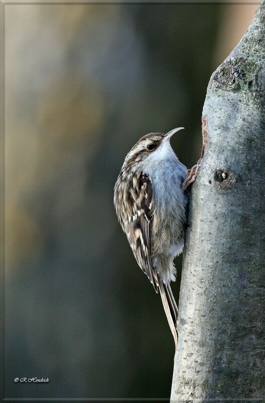 Short-toed Treecreeper