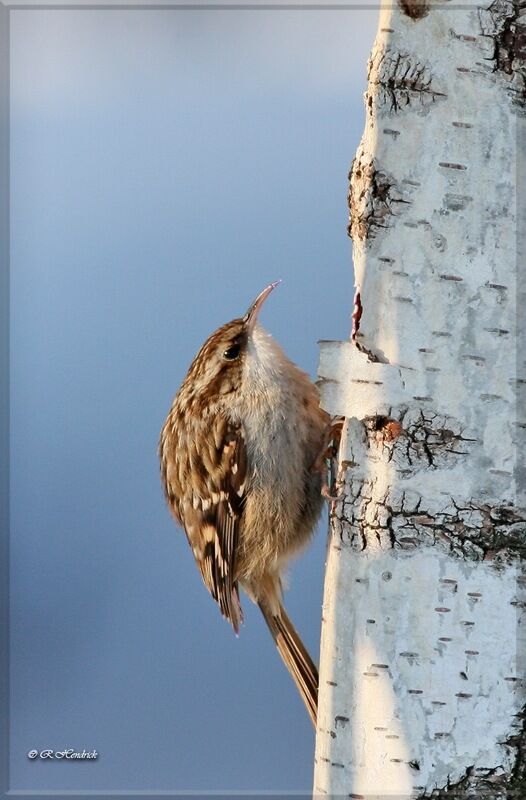 Short-toed Treecreeper