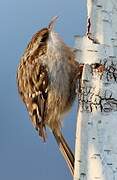 Short-toed Treecreeper