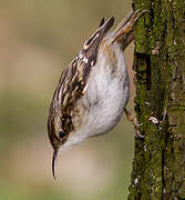 Short-toed Treecreeper