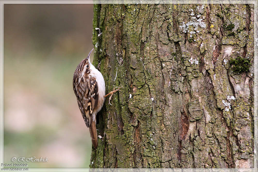 Short-toed Treecreeperadult, identification