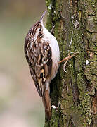 Short-toed Treecreeper