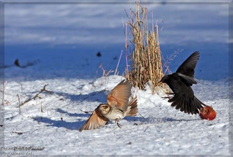 Dusky Thrush, pigmentation, Flight