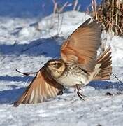 Dusky Thrush