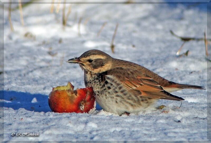 Dusky Thrush