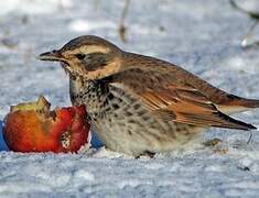 Dusky Thrush