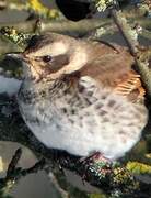 Dusky Thrush