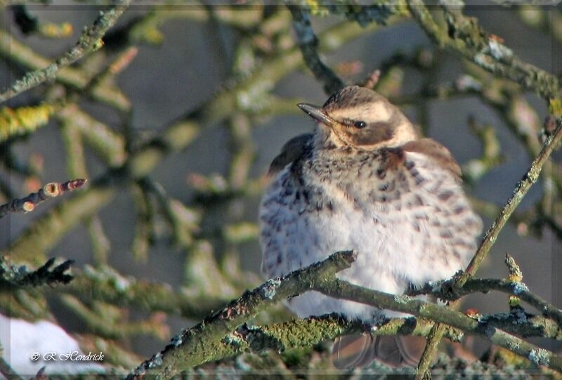 Dusky Thrush