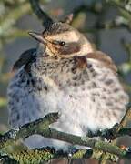 Dusky Thrush