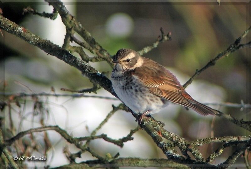 Dusky Thrush