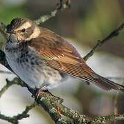 Dusky Thrush