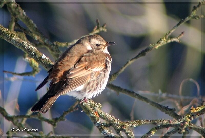 Dusky Thrush