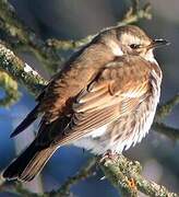 Dusky Thrush