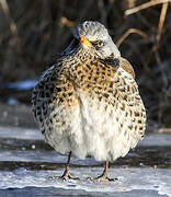 Fieldfare