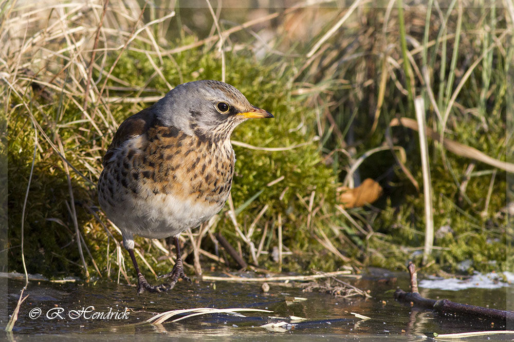 Fieldfare